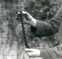 Ein Riesenhundertfüßer wird vorsichtig von seinem Wärter hochgehalten, Londoner Zoo, 1923 (Schwarz-Weiß-Foto)